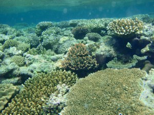 Many precious natural landmarks, such as the Great Barrier Reef in Australia, are threatened not only by human activity, but also by the changing climate of the world.  (Image credit) 