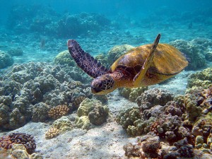Some species of turtle, the gender of whose offspring is determined by incubation temperature, could well go extinct due to climate change.  (Image credit) 