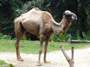 Camels are believed to be the main source of the MERS virus. (Image credit)