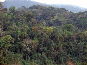 Brazil has recently met with success in its efforts to limit deforestation. Will other countries with endangered rainforest ecosystems, such as Indonesia, be able to follow suit? (Image credit)