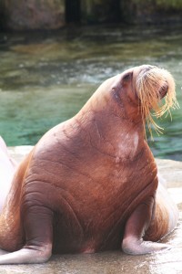 The walrus has become one of the species whose future survival is threatened by the changing climate.  (Image credit) 
