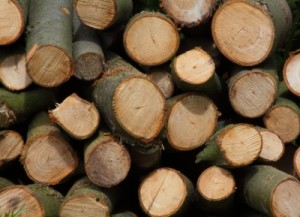 Environmental crime, such as illegal logging, poses a threat to ecosystems around the world and human habitancy of the planet.  Image credit: Chris Sharp on freedigitalphotos.net