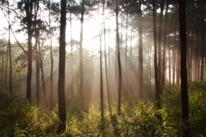 Russia is set to face a shortage of commercially valuable timber in the next decade or so if forest management practices don't improve. Image credit: pakorn on freedigitalphotos.net