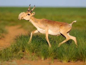 The population of Saiga has fallen by 95% in the last 15 years. Image credit: Seilov on Wikimedia Commons.